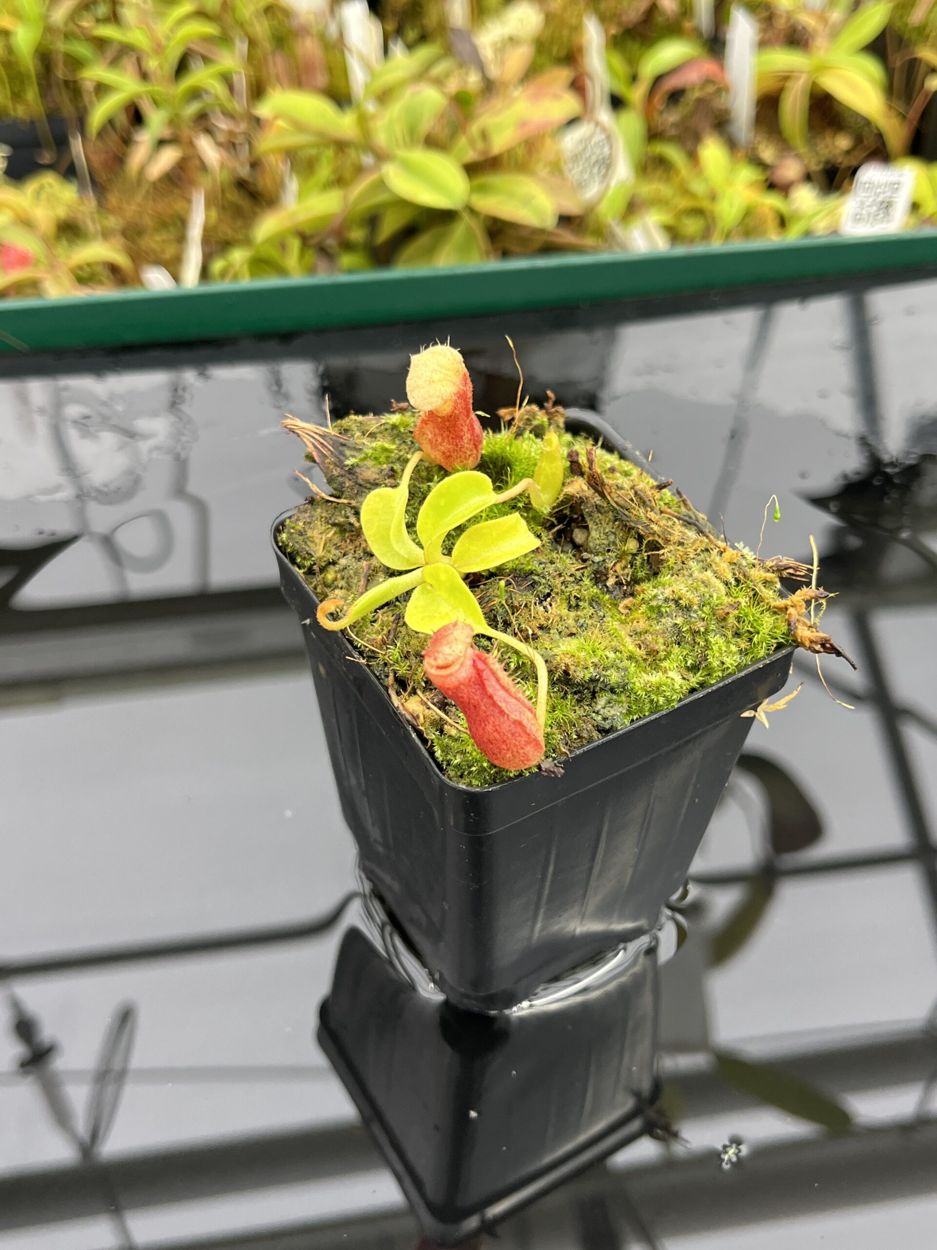 Close Up of Nepenthes villosa x (lowii x truncata) - giant | JH | Clone 5 | Jeremiah Harris | JH-321.05 | IN25264