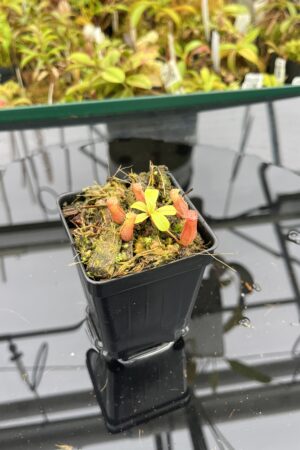 Close Up of Nepenthes villosa x ventricosa | JH | Florae | Jeremiah Harris | JH-325.03 | H25262