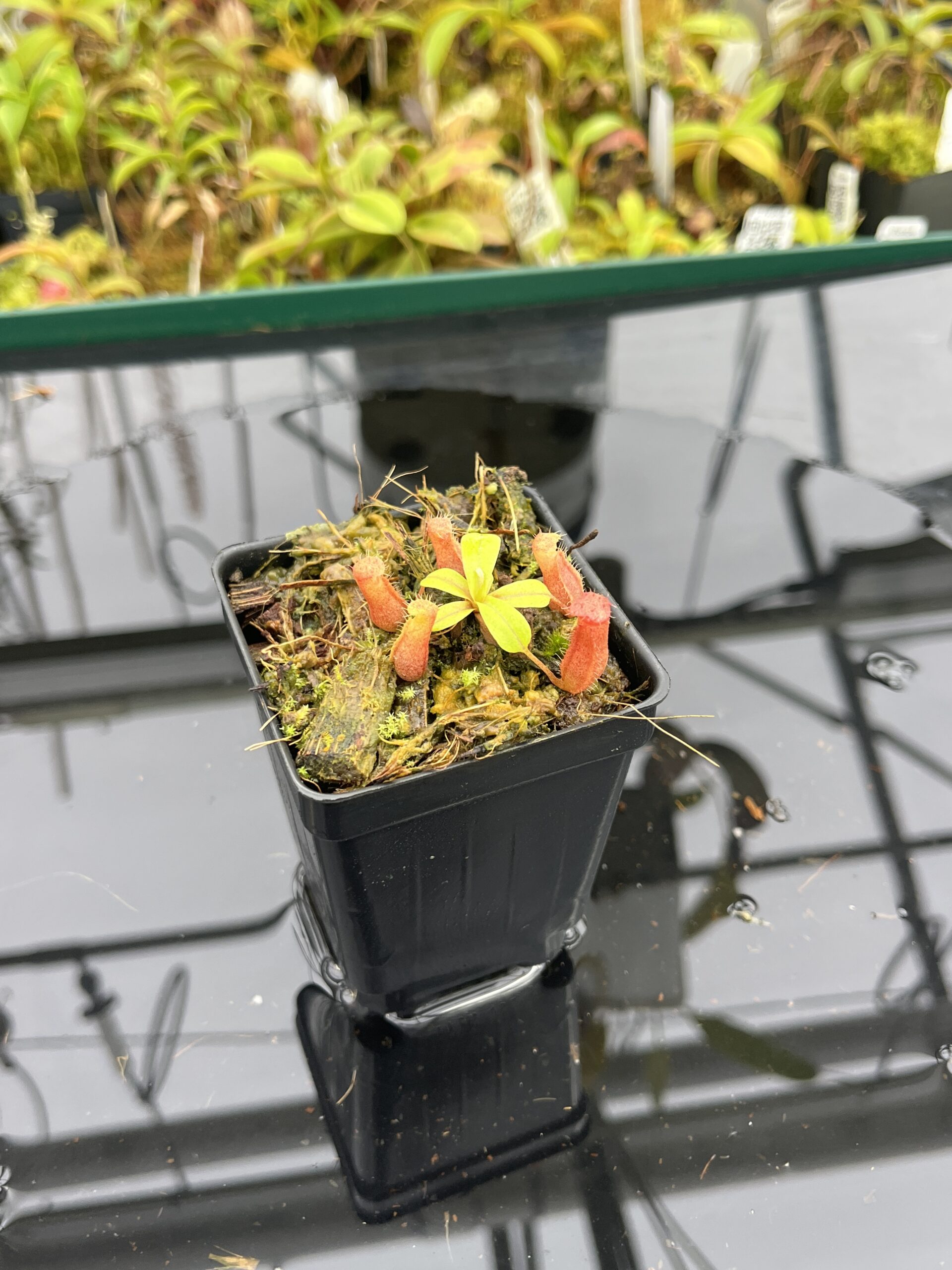 Close Up of Nepenthes villosa x ventricosa | JH | Florae | Jeremiah Harris | JH-325.03 | H25262