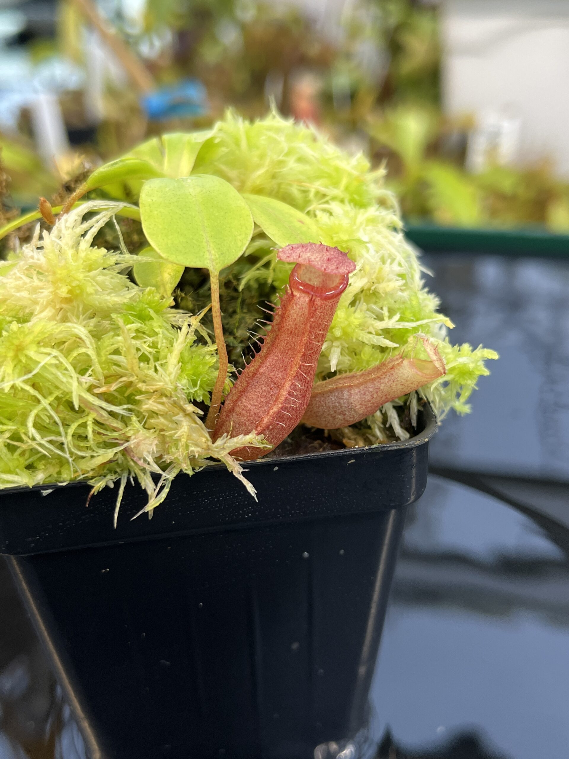 Close Up of Nepenthes villosa x ventricosa | JH | Florae | Jeremiah Harris | JH-325.03 | H25545