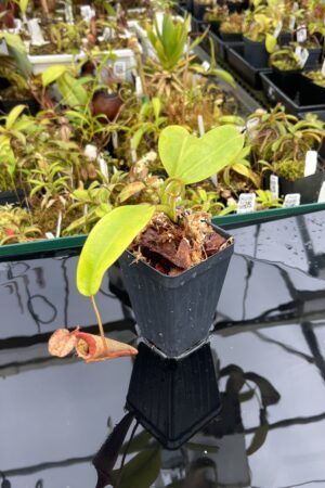 Close Up of Nepenthes x Tiveyi 'Red Queen' | Florae Collaborative | | IN25380