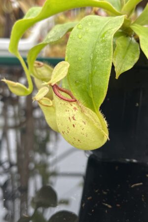 Close Up of Nepenthes x hookeriana | Florae Collaborative | FC-116 | Lunreadable