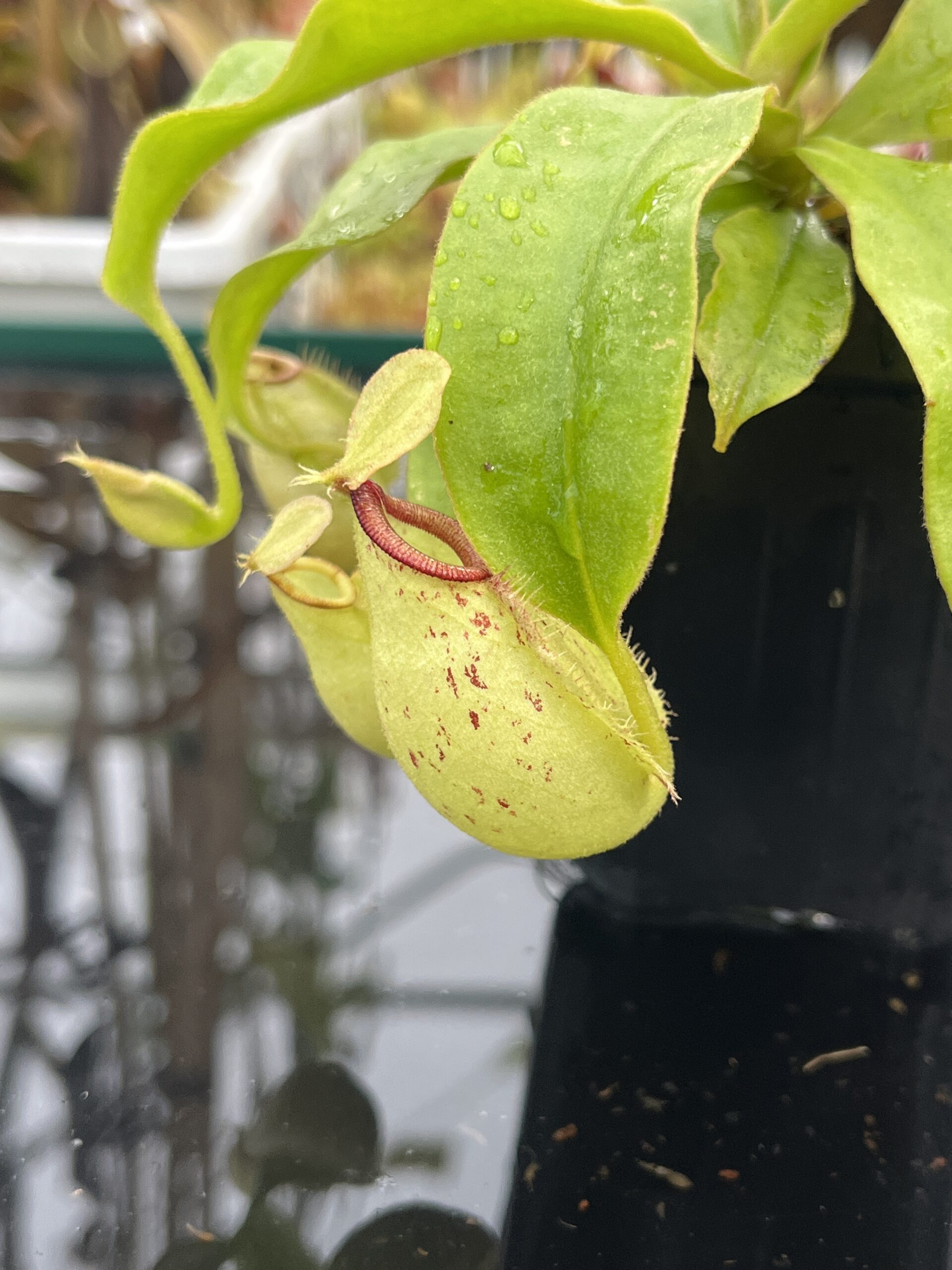 Close Up of Nepenthes x hookeriana | Florae Collaborative | FC-116 | Lunreadable
