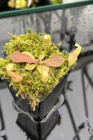 Close Up of Nepenthes xhookeriana | Florae Collaborative | FC-198.01 | L25496