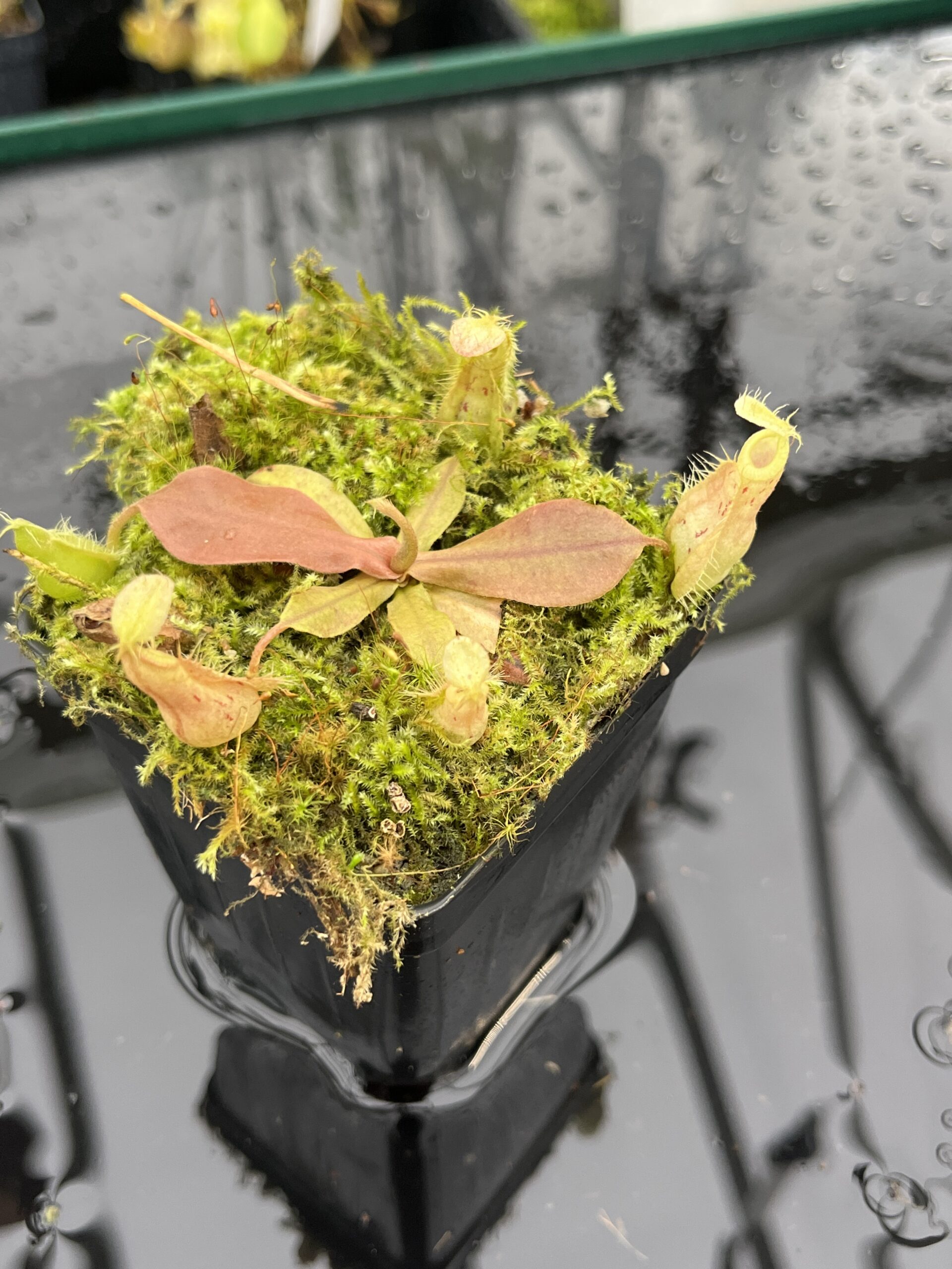 Close Up of Nepenthes xhookeriana | Florae Collaborative | FC-198.01 | L25496