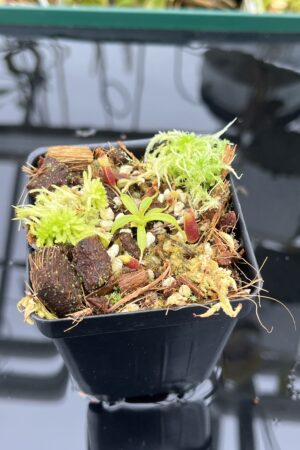 Close Up of Nepenthes xtrusmadiensis x villosa | JH | Clone 4 | Jeremiah Harris | JH-416.04 | H25400