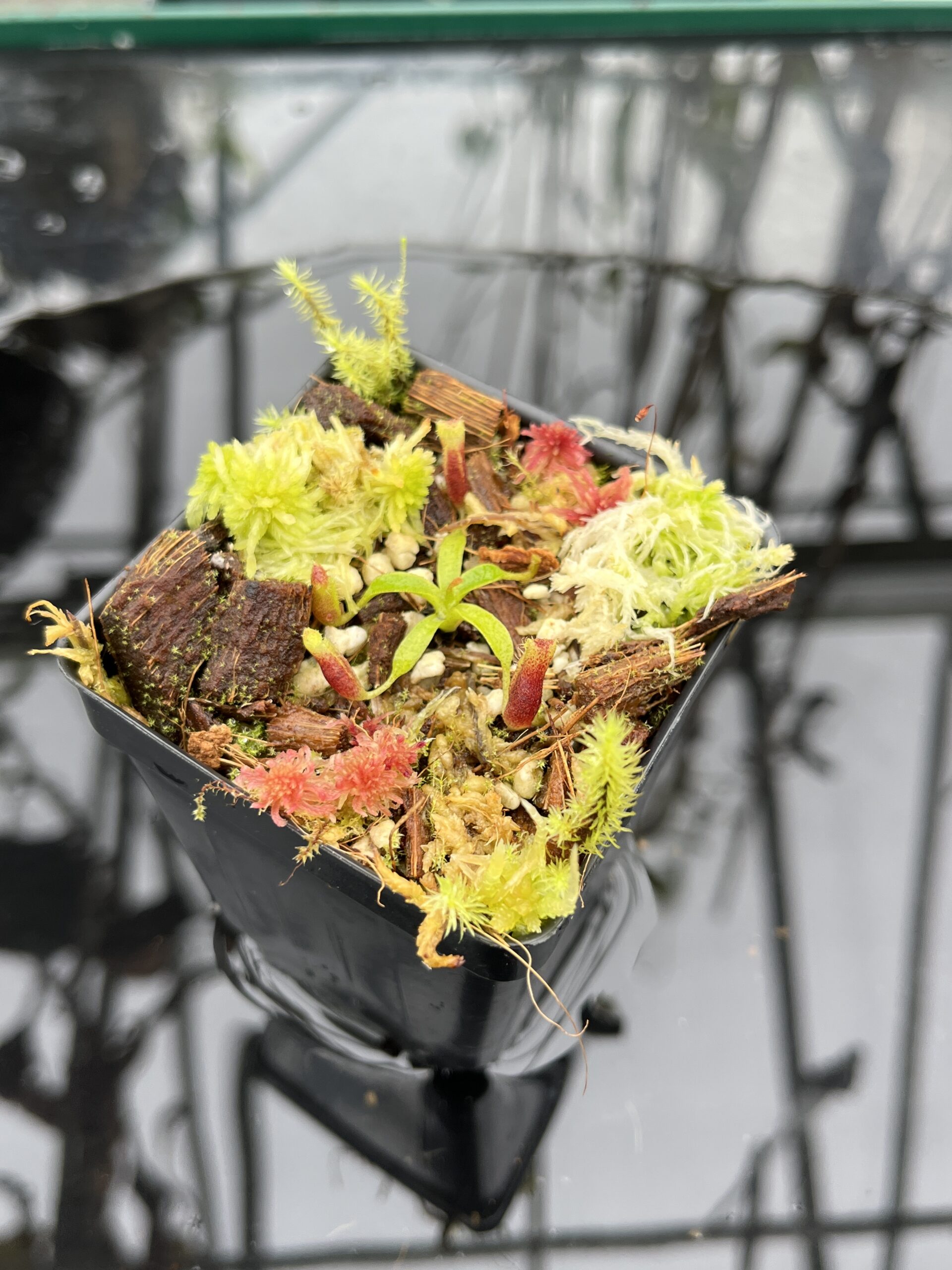 Close Up of Nepenthes xtrusmadiensis x villosa | JH | Clone 4 | Jeremiah Harris | JH-416.04 | H25483