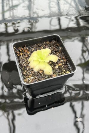 Close Up of Pinguicula colimensis x cyclosecta | Best Carnivorous Plants | BCP-1208 | IN25519