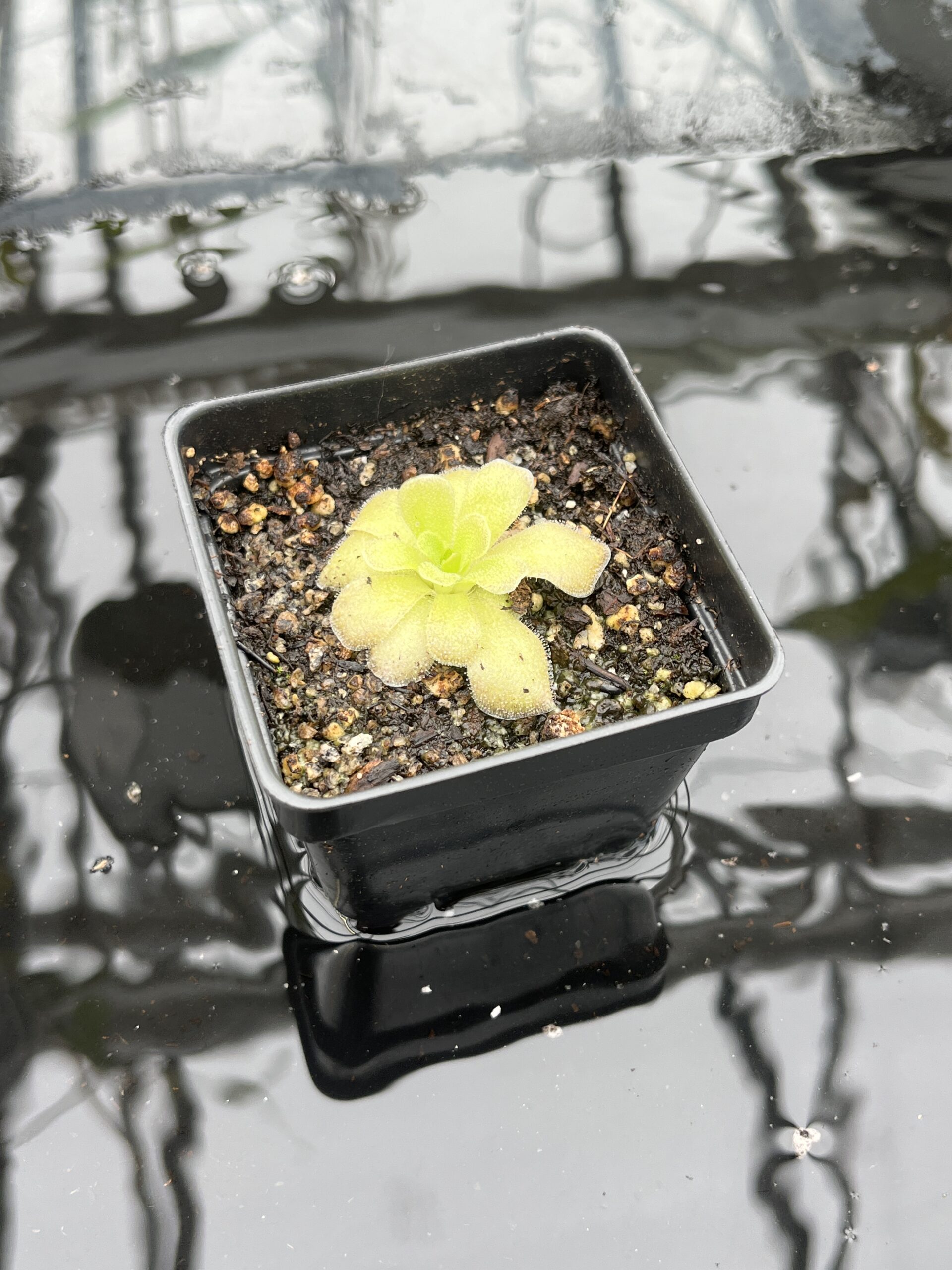 Close Up of Pinguicula colimensis x cyclosecta | Best Carnivorous Plants | BCP-1208 | IN25519