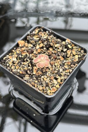 Close Up of Pinguicula cv. Florian {P. jaumavensis x debbertiana} | Best Carnivorous Plants | BCP-1398 | IN25517