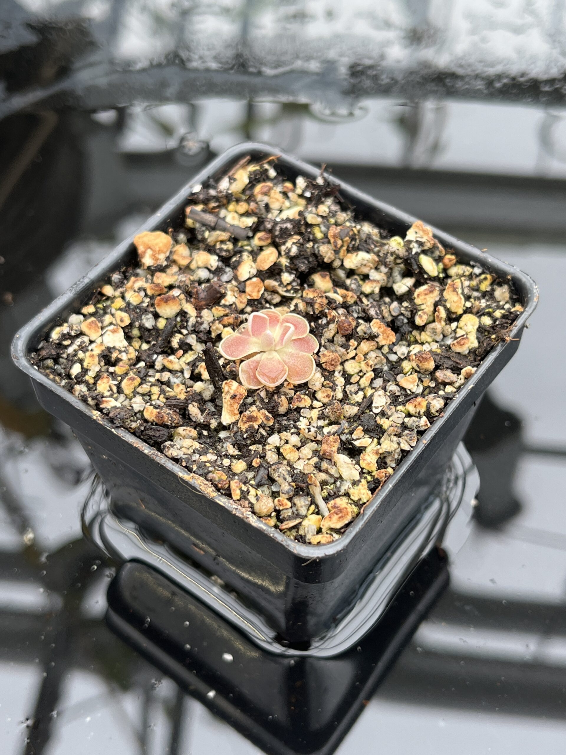 Close Up of Pinguicula cv. Florian {P. jaumavensis x debbertiana} | Best Carnivorous Plants | BCP-1398 | IN25517