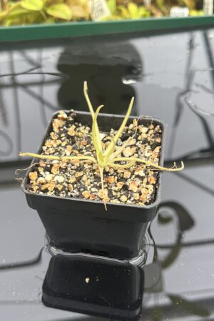 Close Up of Pinguicula gypsicola x moctezumae | Best Carnivorous Plants | BCP-1401 | IN25316