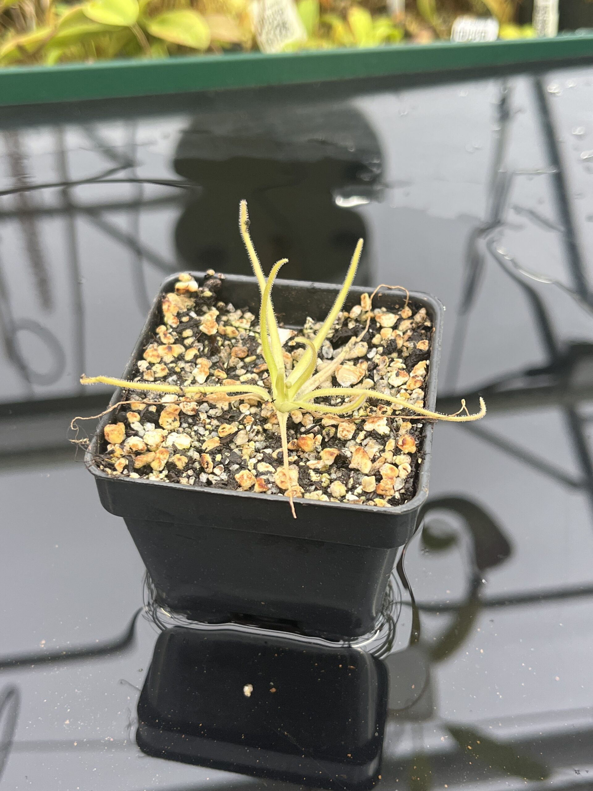Close Up of Pinguicula gypsicola x moctezumae | Best Carnivorous Plants | BCP-1401 | IN25316