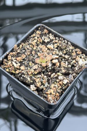 Close Up of Pinguicula nivalis hybr. cv. BCP 'Crystal' | Best Carnivorous Plants | BCP-514 | IN25520