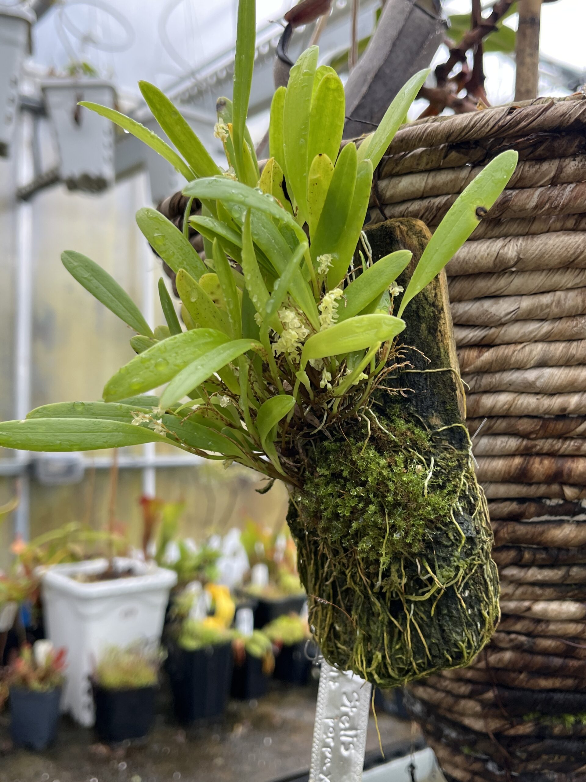 Close Up of Stelis porpax | Florae Collaborative | | H25588