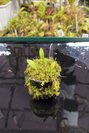 Close Up of Utricularia asplundii | Best Carnivorous Plants | BCP-108 | H25447