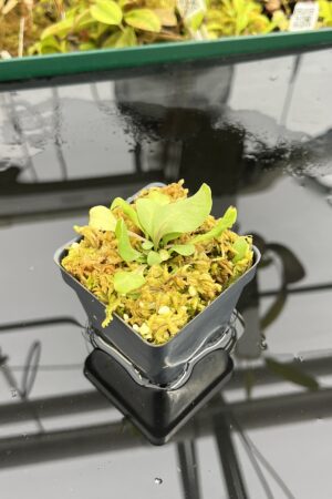 Close Up of Utricularia calycifida | Best Carnivorous Plants | | IN25269