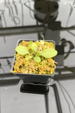 Close Up of Utricularia calycifida | Best Carnivorous Plants | | IN25343