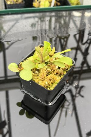 Close Up of Utricularia calycifida | Best Carnivorous Plants | | IN25501