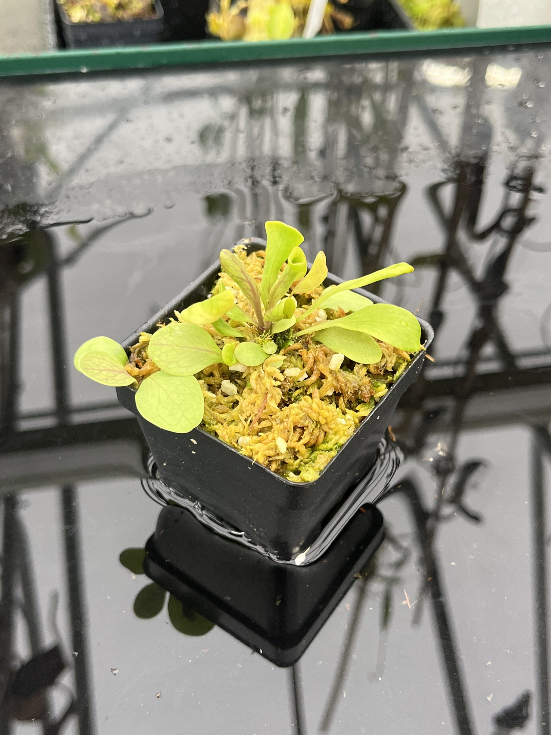 Close Up of Utricularia calycifida | Best Carnivorous Plants | | IN25501