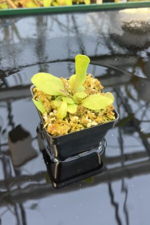 Close Up of Utricularia calycifida | Best Carnivorous Plants | | IN25549