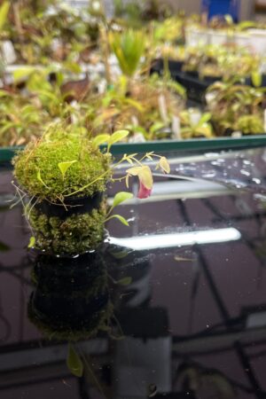 Close Up of Utricularia campbelliana x U. asplundii {mixed clones} | Best Carnivorous Plants | BCP-1656 | H25446