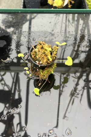 Close Up of Utricularia cornigera | Best Carnivorous Plants | BCP-2068 | H25512