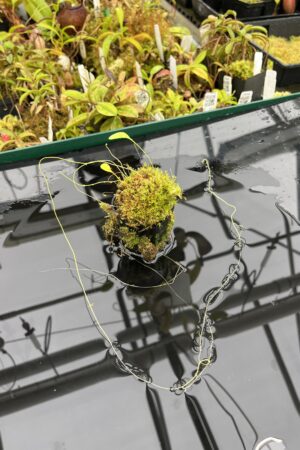Close Up of Utricularia humboldtii {broad leafs, Cerro Neblina} | Best Carnivorous Plants | BCP-021 | H25282