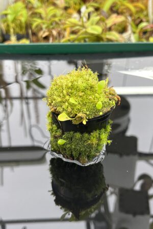 Close Up of Utricularia praetermissa | Best Carnivorous Plants | BCP-200 | H25281