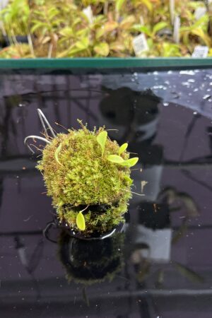 Close Up of Utricularia quelchii | Best Carnivorous Plants | BCP-138 | H25448