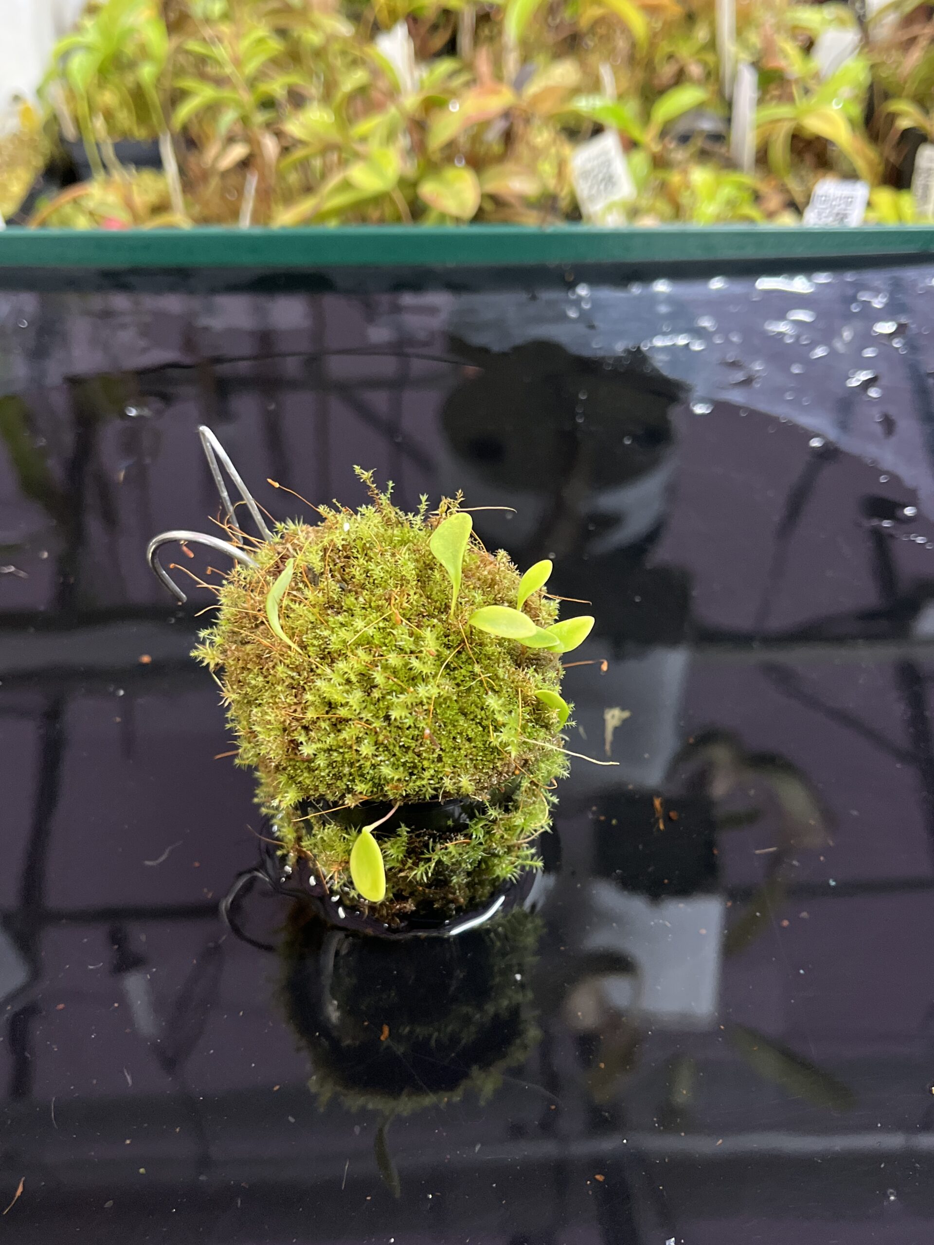 Close Up of Utricularia quelchii | Best Carnivorous Plants | BCP-138 | H25448