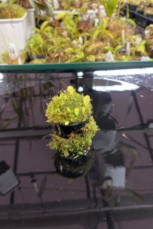 Close Up of Utricularia quelchii | Best Carnivorous Plants | | H25445