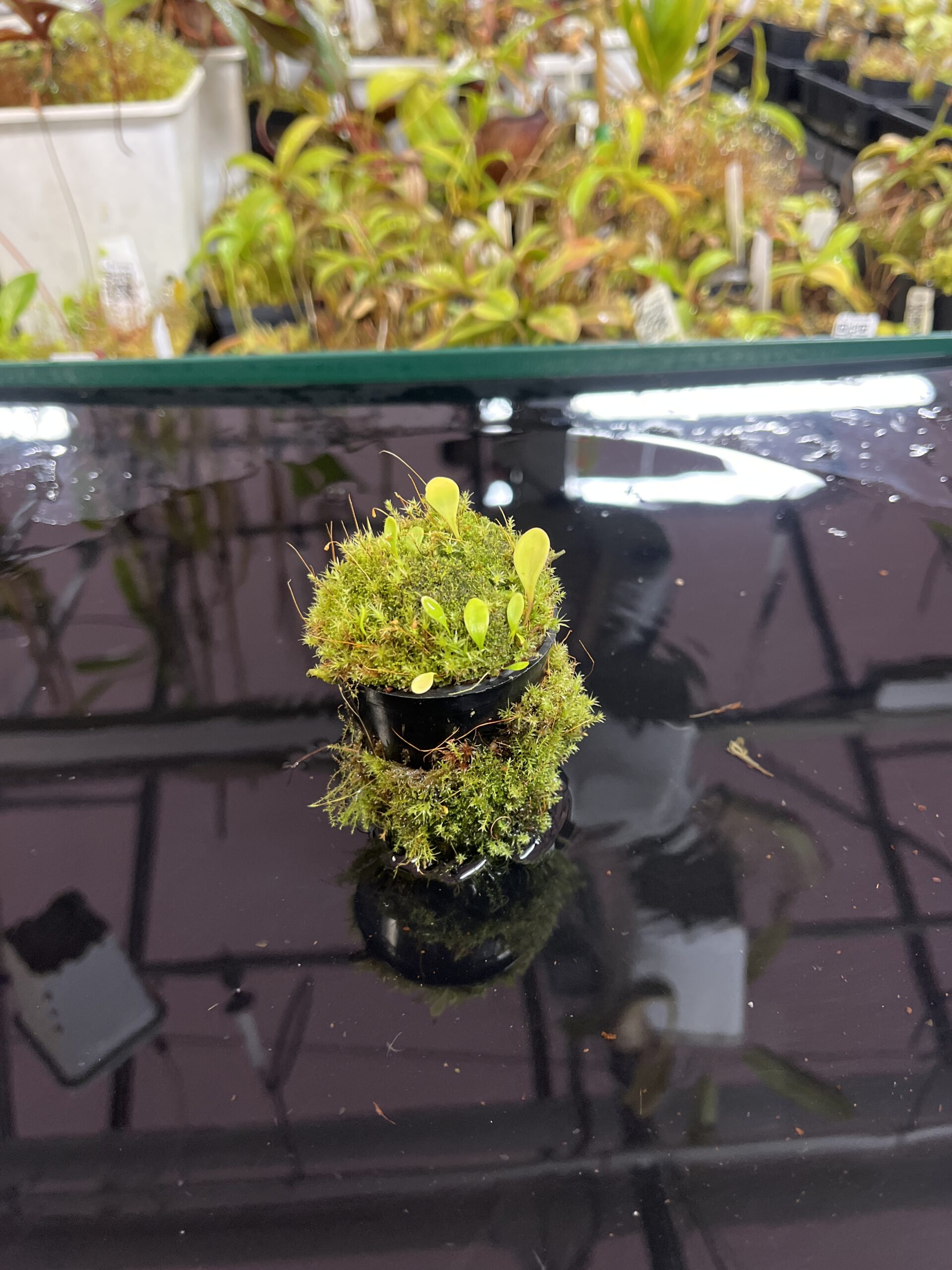 Close Up of Utricularia quelchii | Best Carnivorous Plants | | H25445