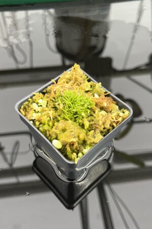 Close Up of Utricularia spec. Kerala {India} | Best Carnivorous Plants | | IN25268