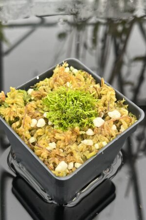 Close Up of Utricularia spec. Kerala {India} | Best Carnivorous Plants | | IN25502