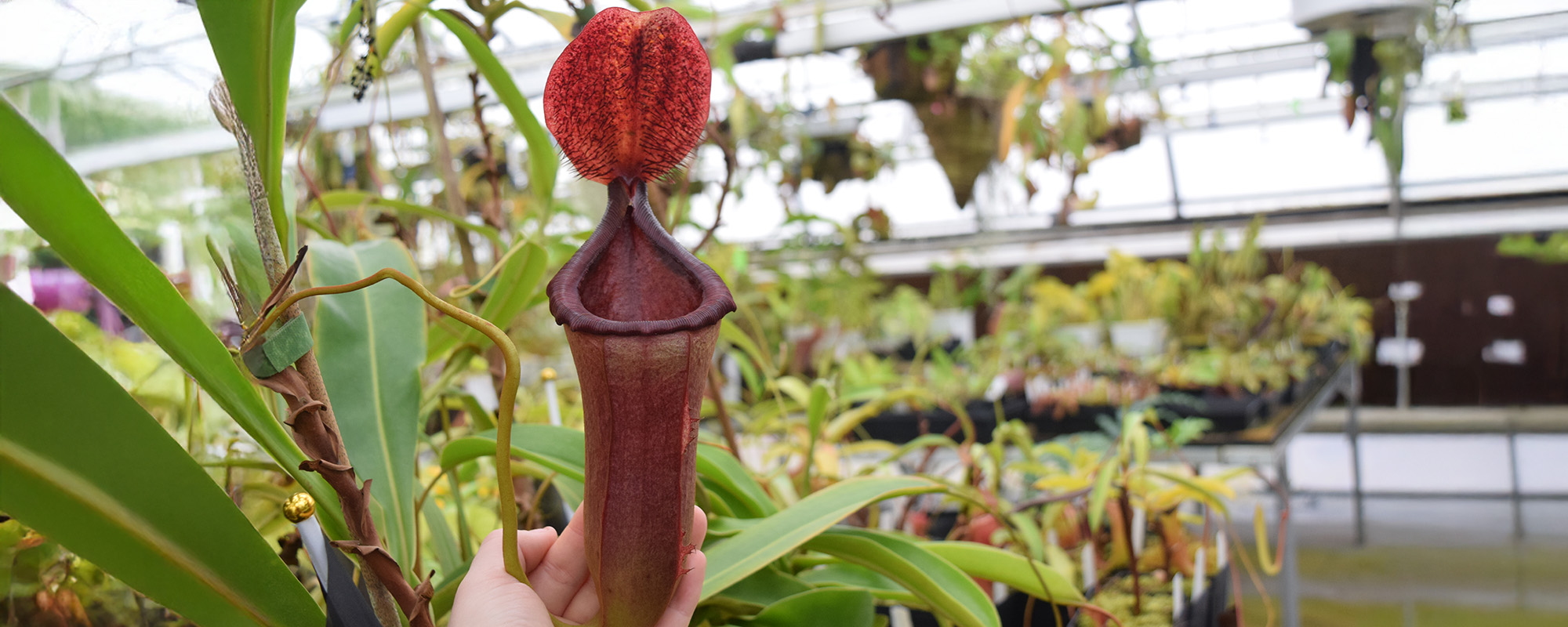 nepenthes in greenhouse