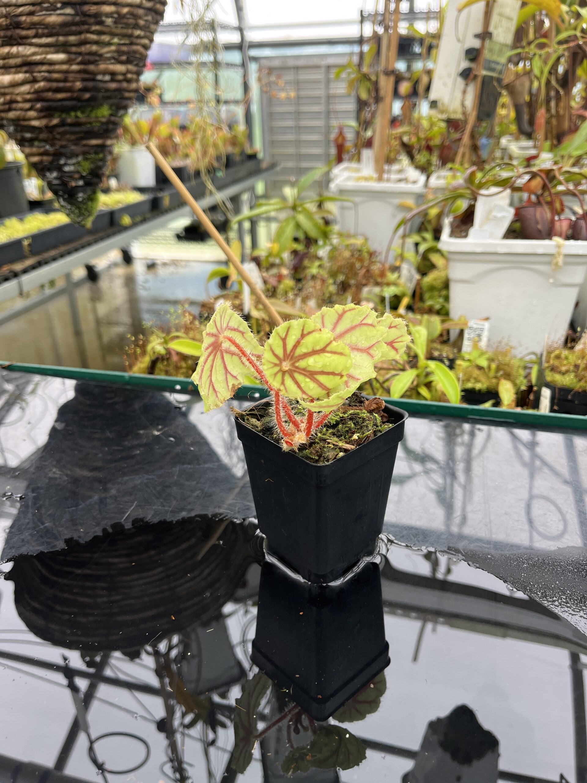 Wide Angle of Begonia quadrialata (Africa) | Florae Collaborative | | IN25612