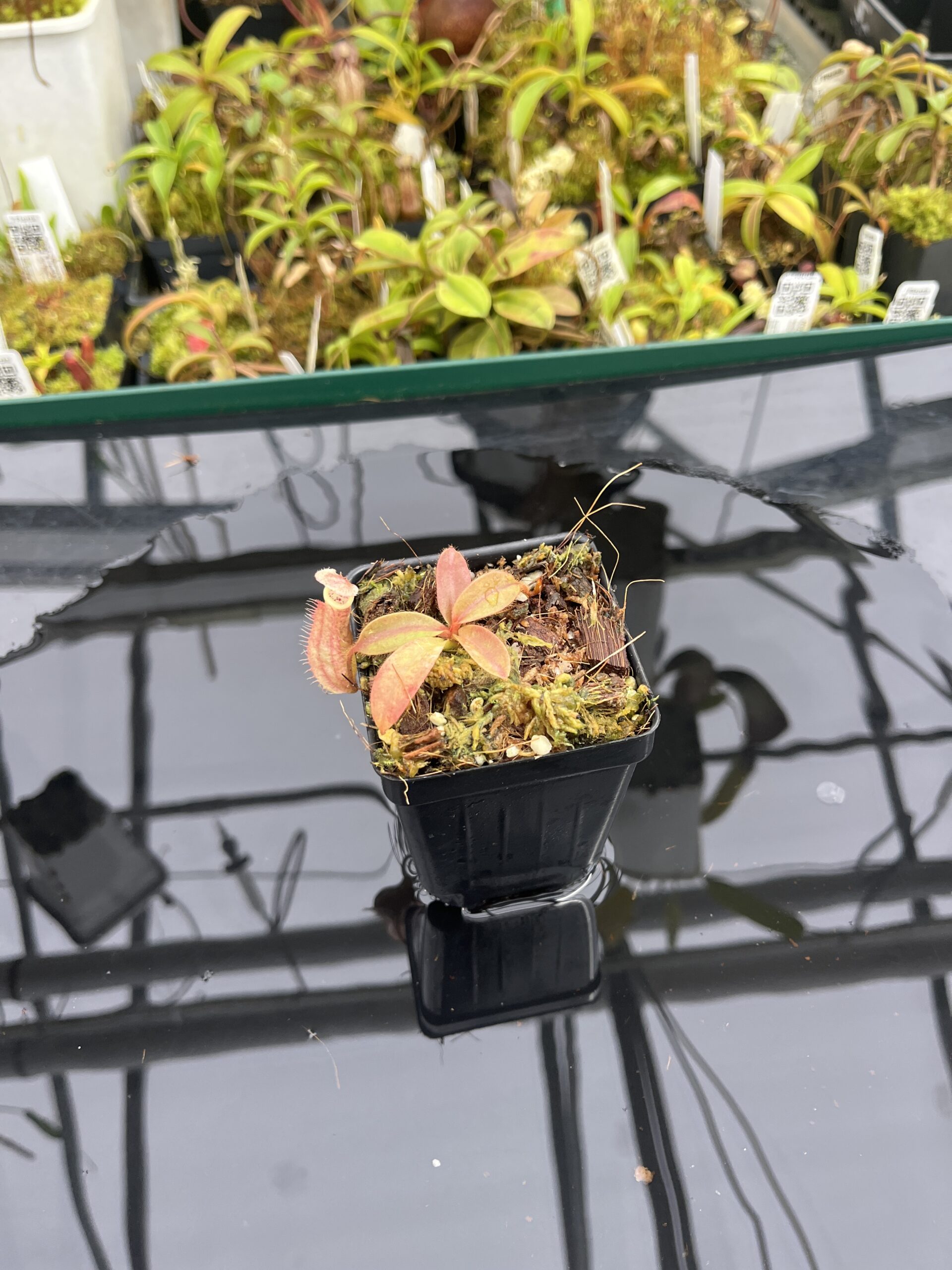 Wide Angle of Nepenthes 'Song of Melancholy' x peltata | JH | Jeremiah Harris | JH-410 | IN25252