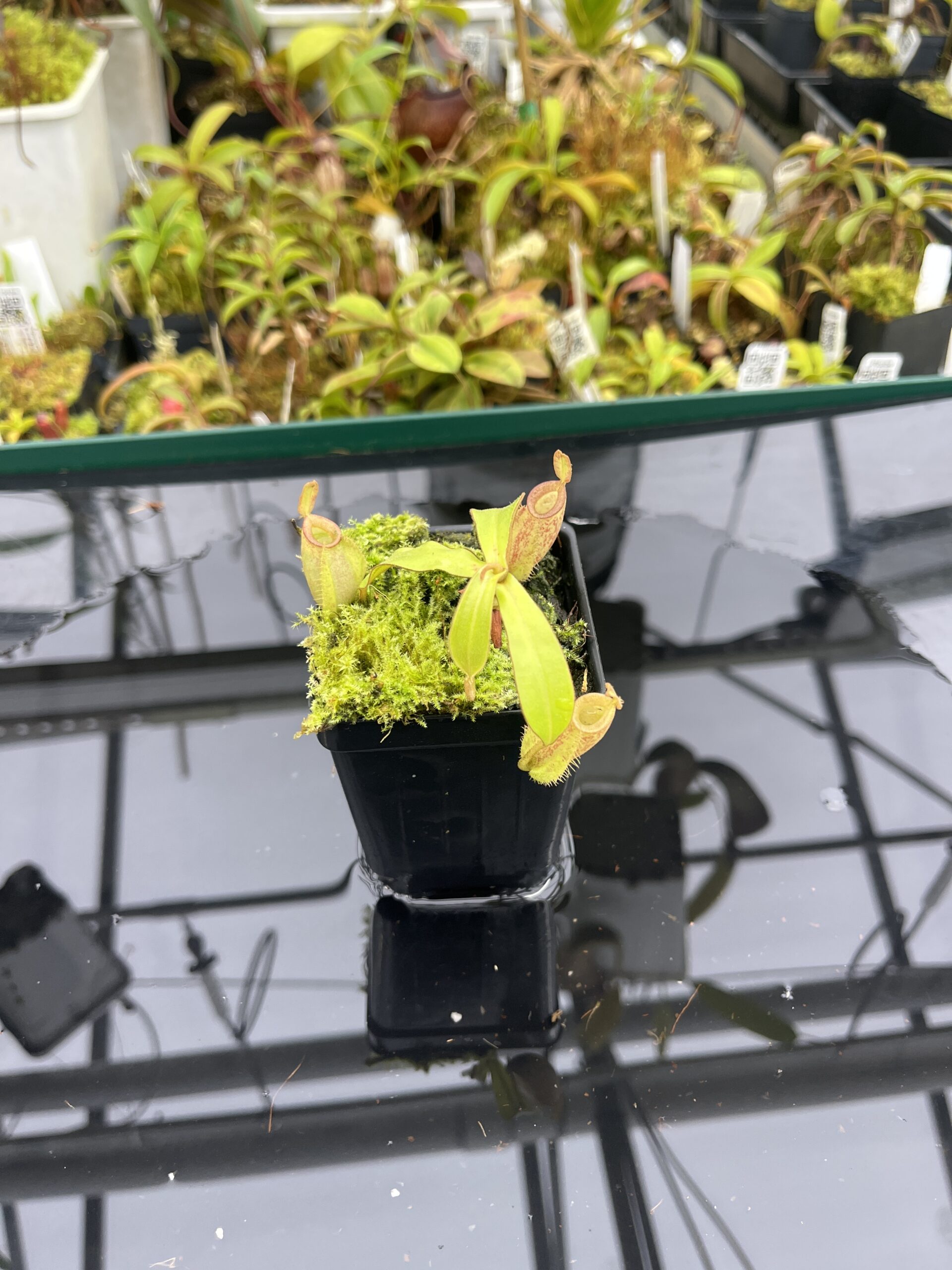 Wide Angle of Nepenthes ampullaria | Borneo Exotics | BE-3304 | L25255