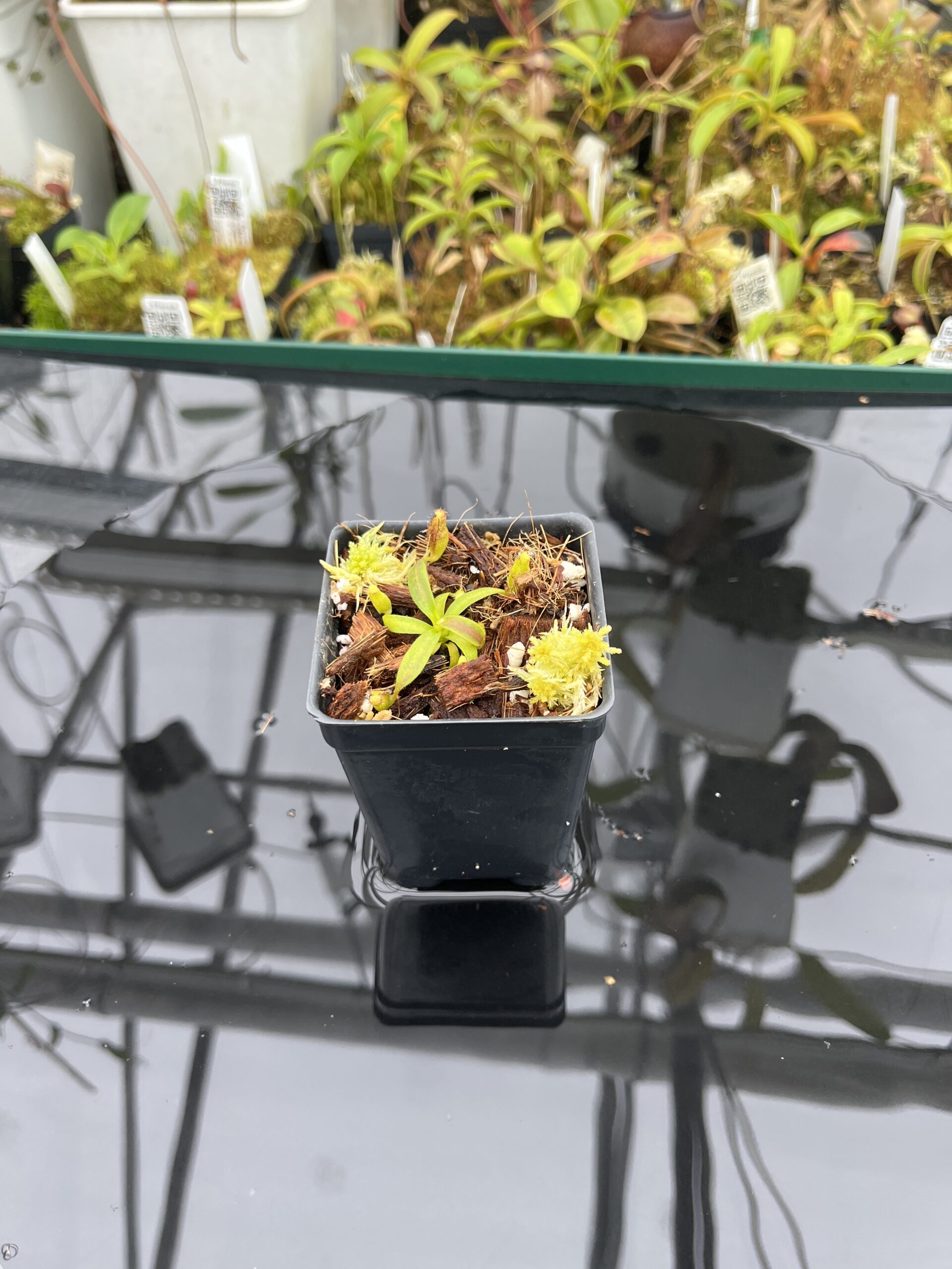 Wide Angle of Nepenthes appendiculata | Florae | Seed Grown | Florae Collaborative | FC-511.00 | H25407