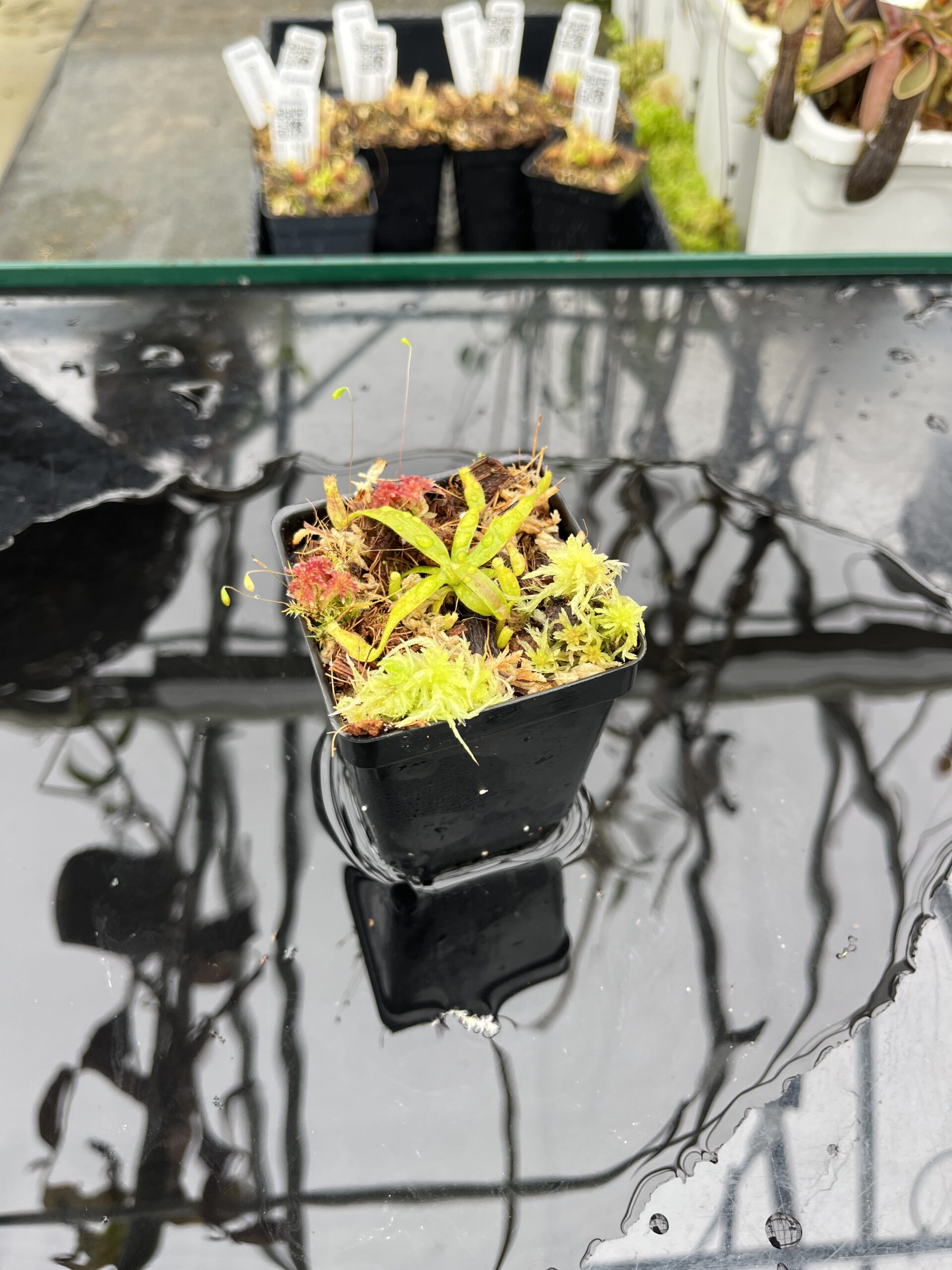 Wide Angle of Nepenthes appendiculata | Florae | Seed Grown | Florae Collaborative | FC-511.00 | H25476