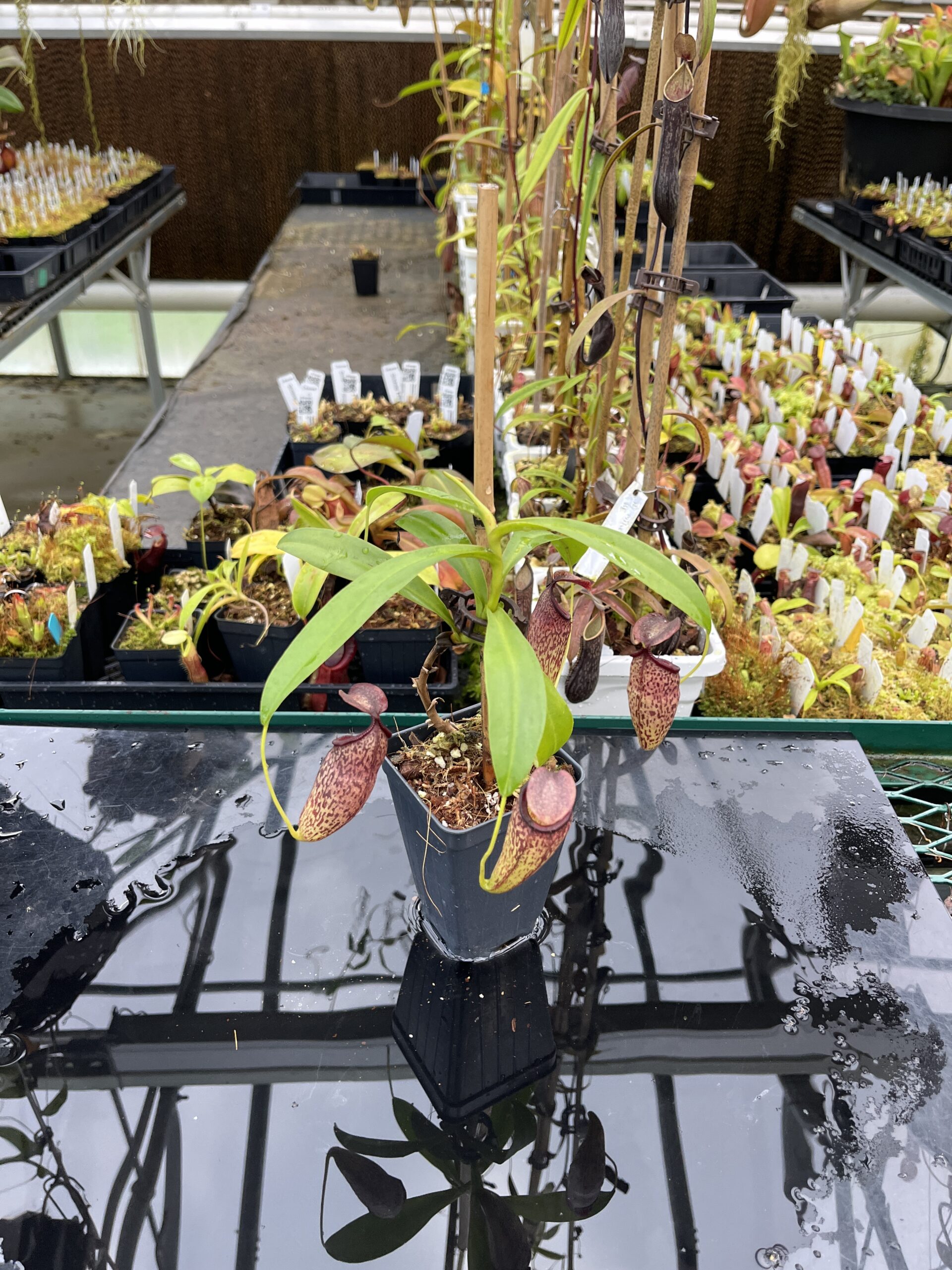 Wide Angle of Nepenthes aristolochioides x campanulata | Andreas Wistuba | AW-ISC | IN25532
