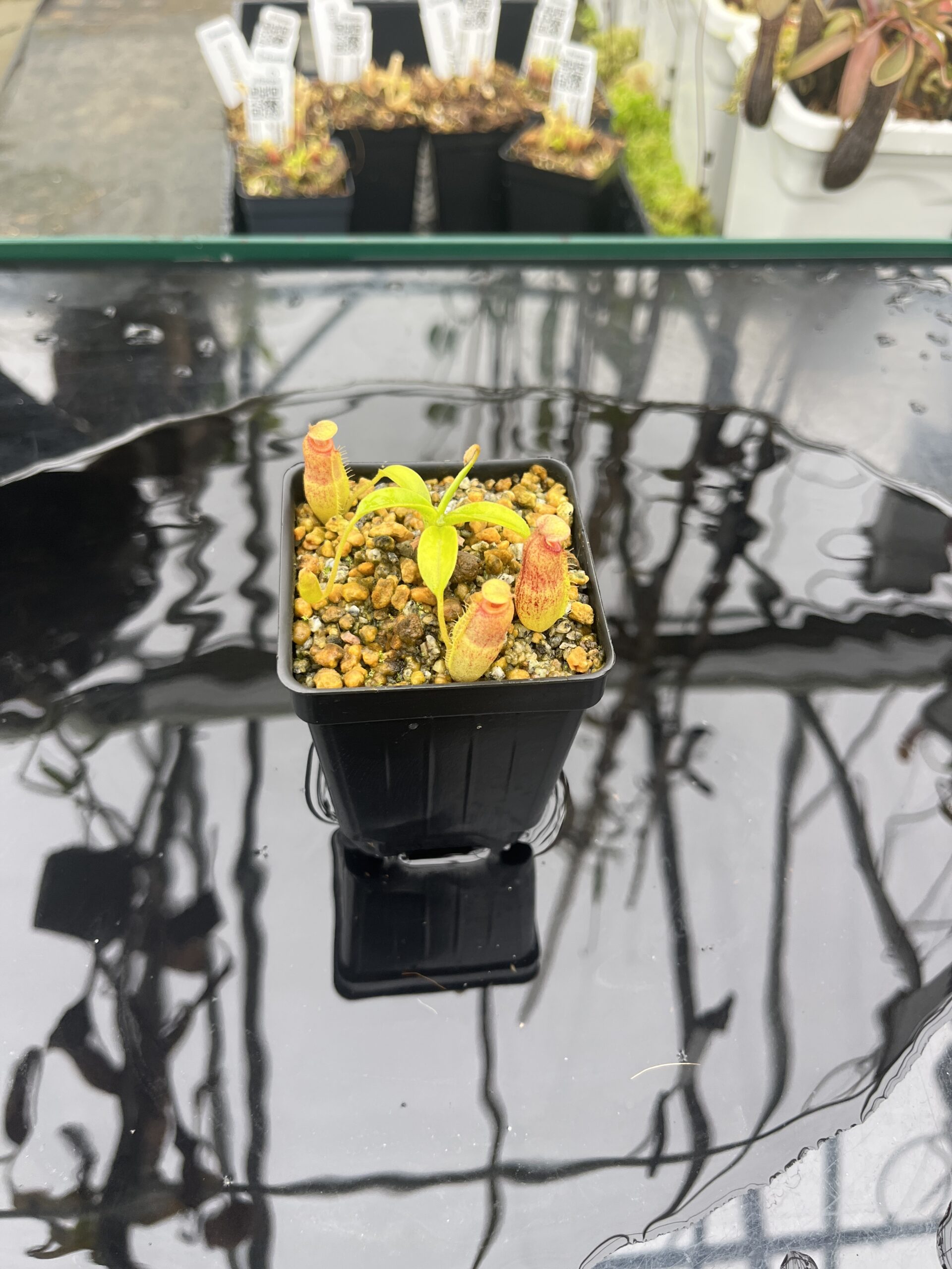 Wide Angle of Nepenthes aristolochioides x edwardsiana | Andreas Wistuba | AW-(ISC) | H25481