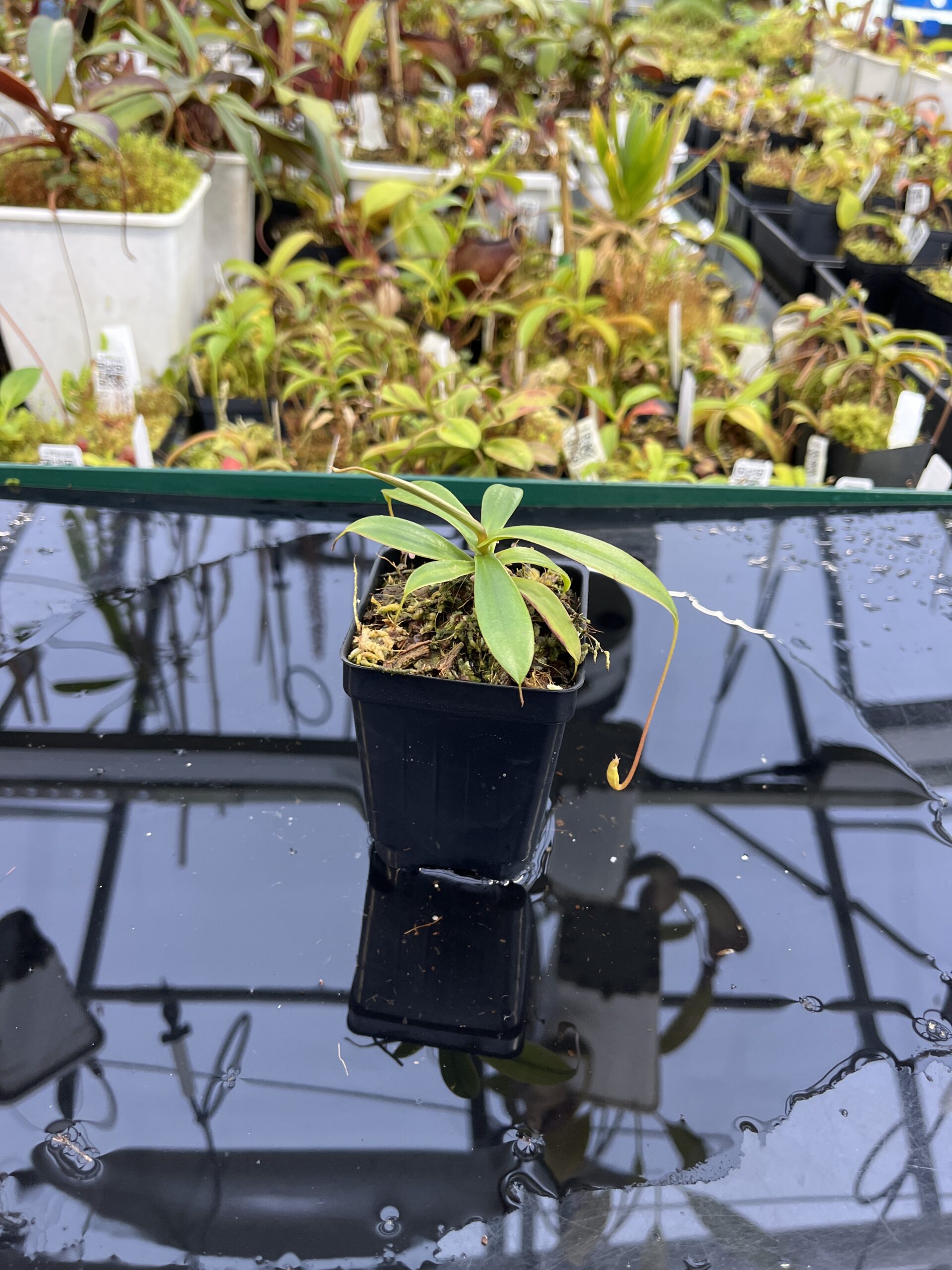 Wide Angle of Nepenthes bellii {Mindanao, Philippines} | Best Carnivorous Plants | BCP-1713 | L25350