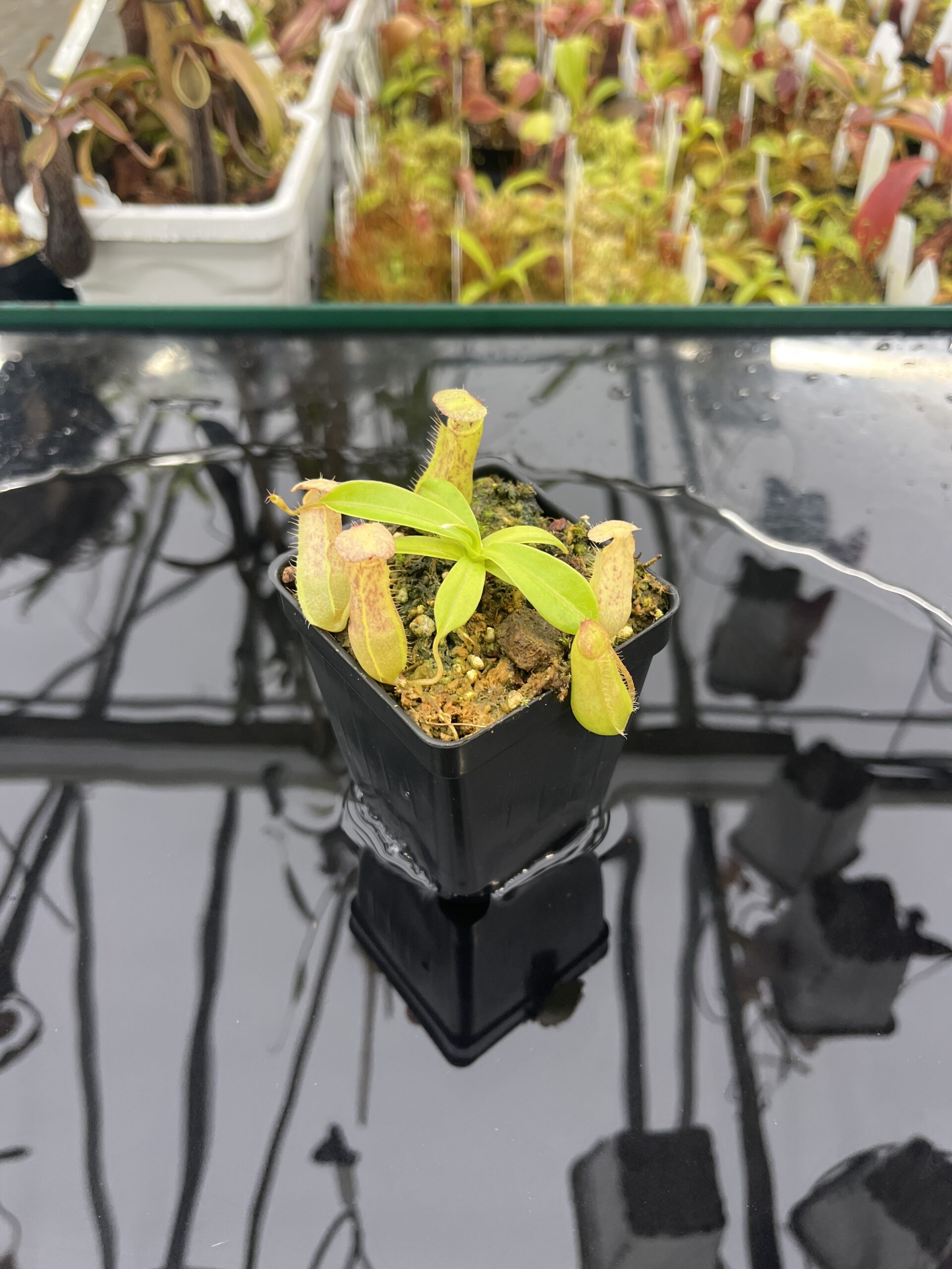 Wide Angle of Nepenthes bokorensis x ventricosa | Florae Collaborative | FC-178.IC | INunreadable