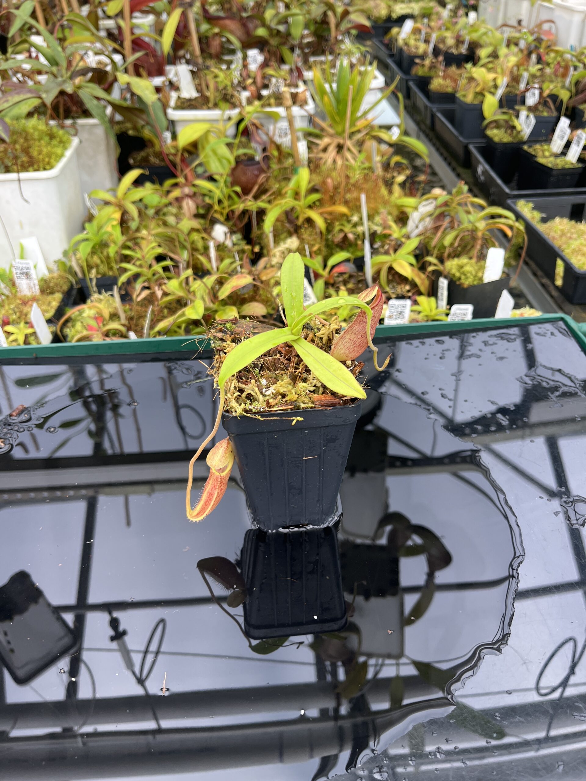 Wide Angle of Nepenthes bongso | Borneo Exotics | BE-3036 | H25386