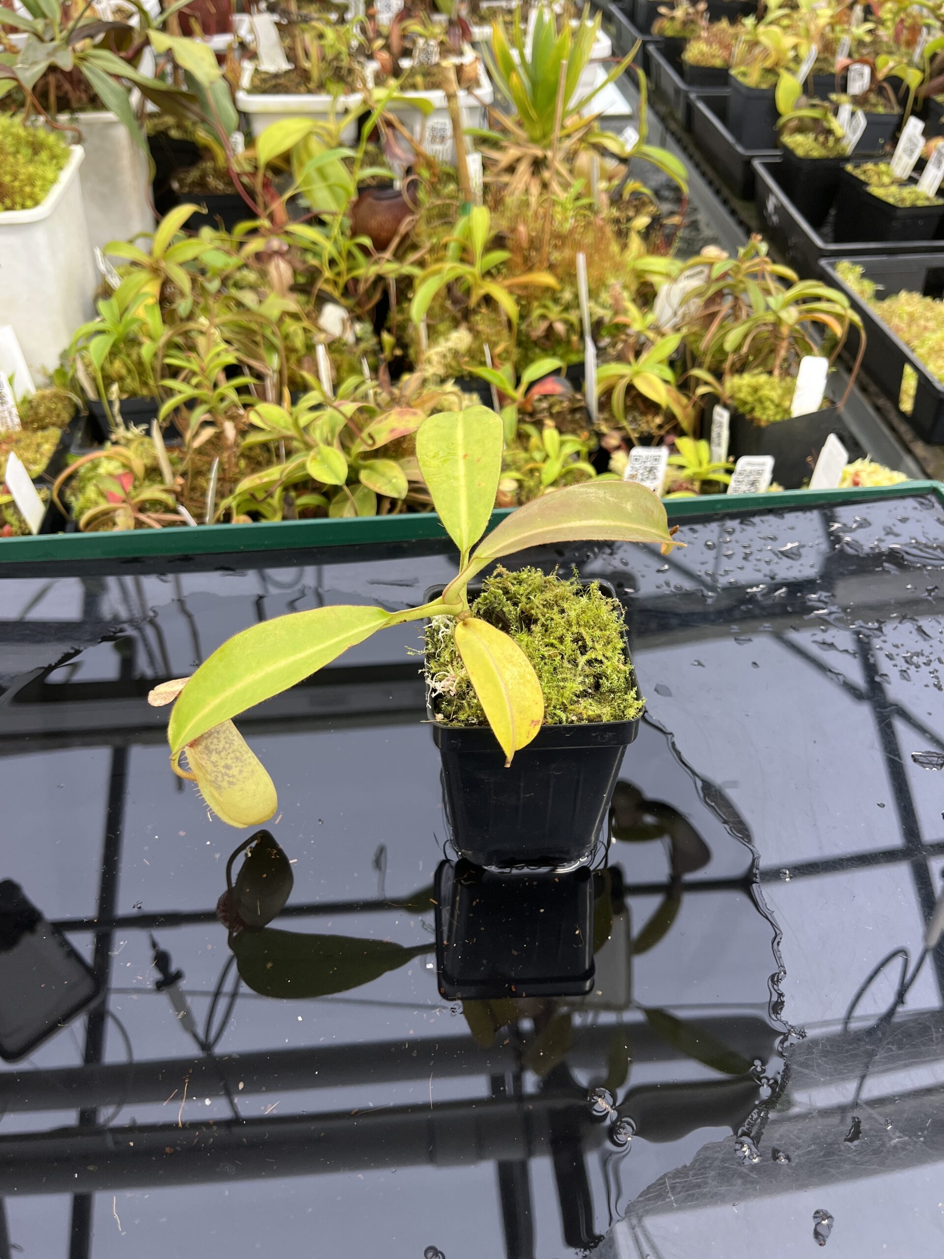 Wide Angle of Nepenthes burbidgeae x (veitchii x lowii) | Borneo Exotics | BE-3993 | IN25353