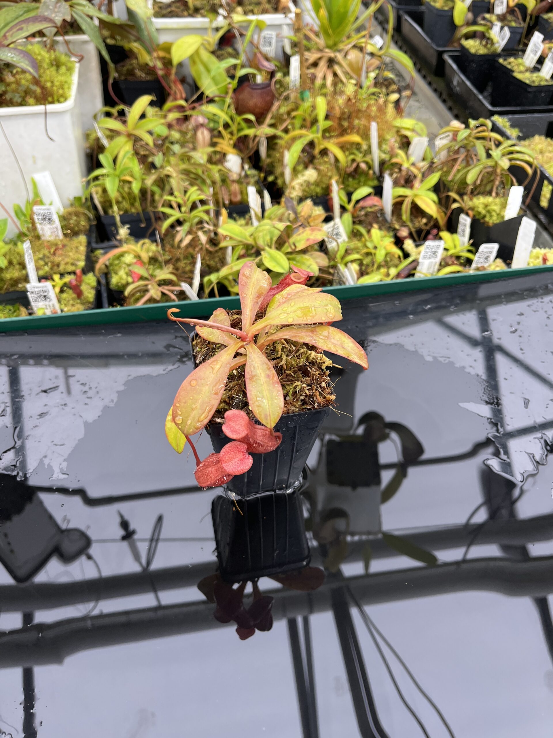 Wide Angle of Nepenthes burkei x (burbidgeae x edwardsiana) | Borneo Exotics | BE-4531 | H25272