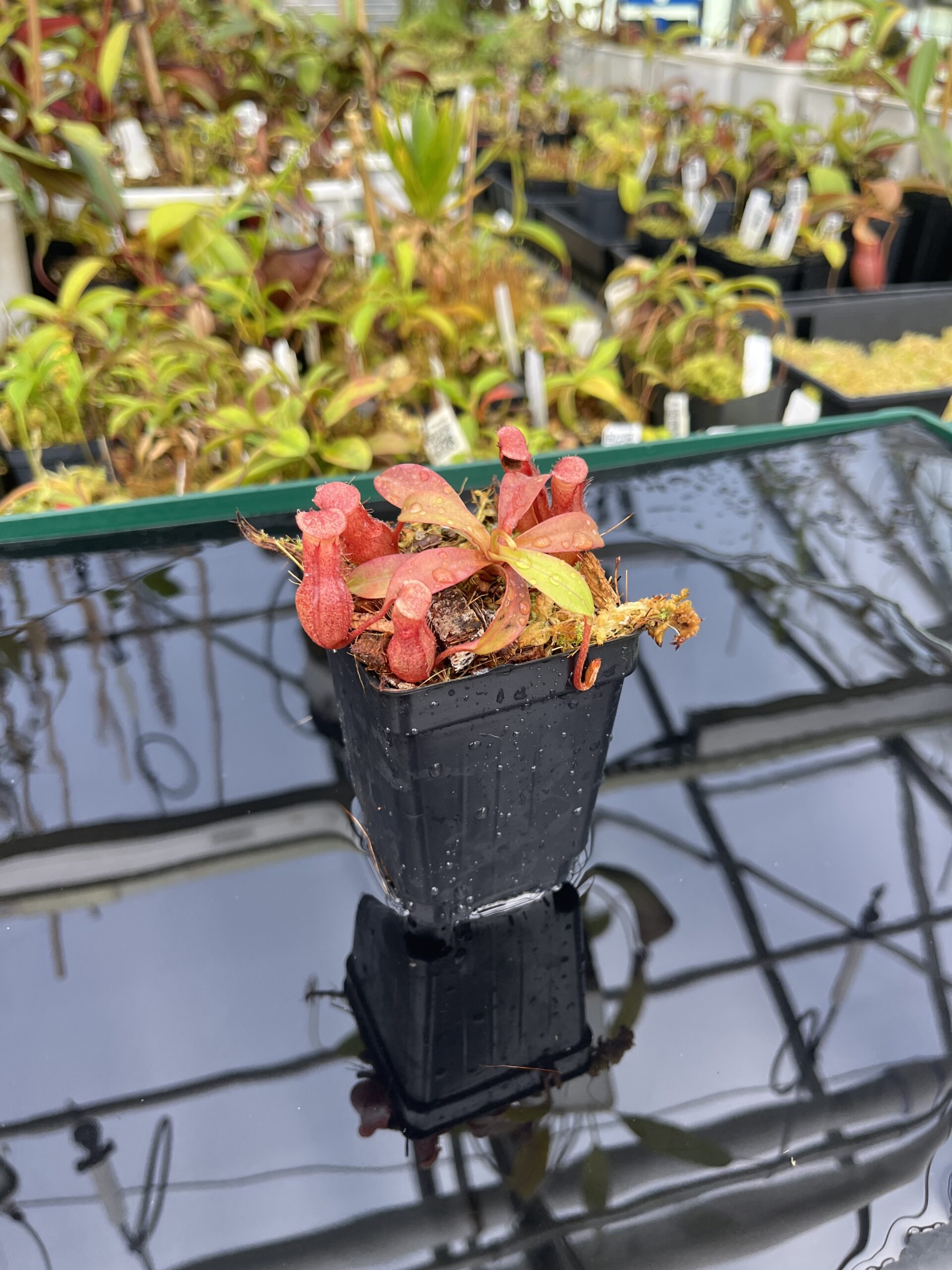 Wide Angle of Nepenthes burkei x (burbidgeae x edwardsiana) | Borneo Exotics | BE-4531 | H25394