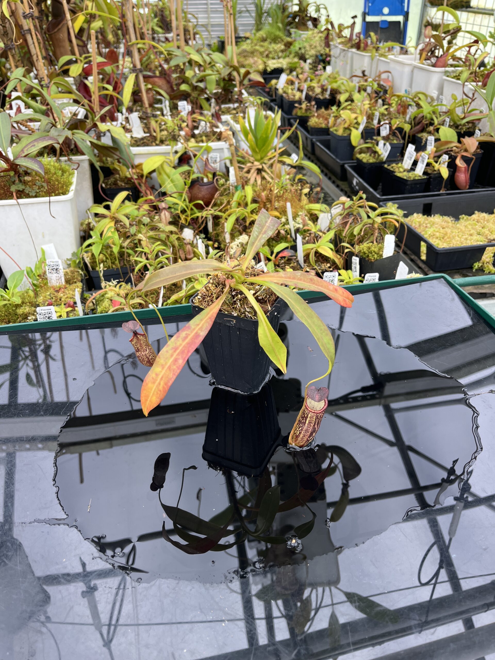 Wide Angle of Nepenthes ceciliae | Borneo Exotics | BE-4600 | IN25375